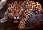 Jaguar's Avatar