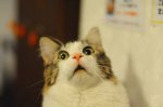 MickeySlantle's Avatar