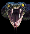 snake doc's Avatar